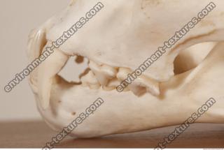photo reference of skull 0066
